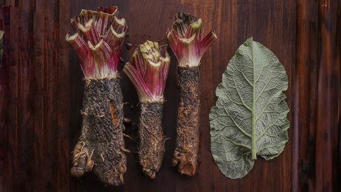 Herbal Wisdom and the 8 Great Herbs in Flor∙Essence®