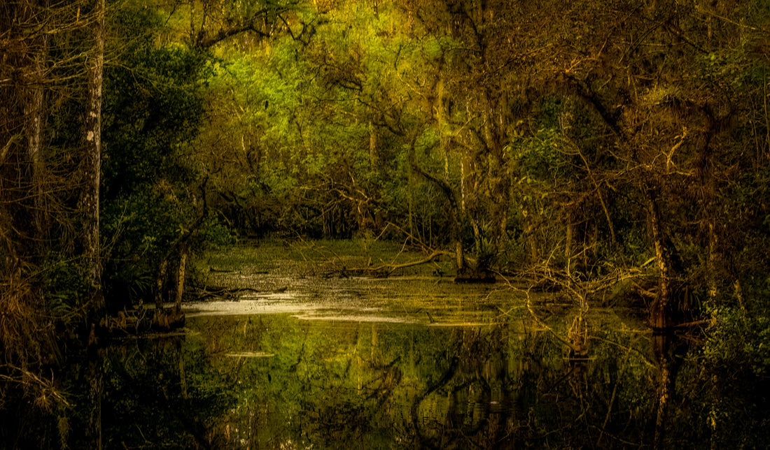 Flor•Essence and the Roots of Indigenous Plant Medicine