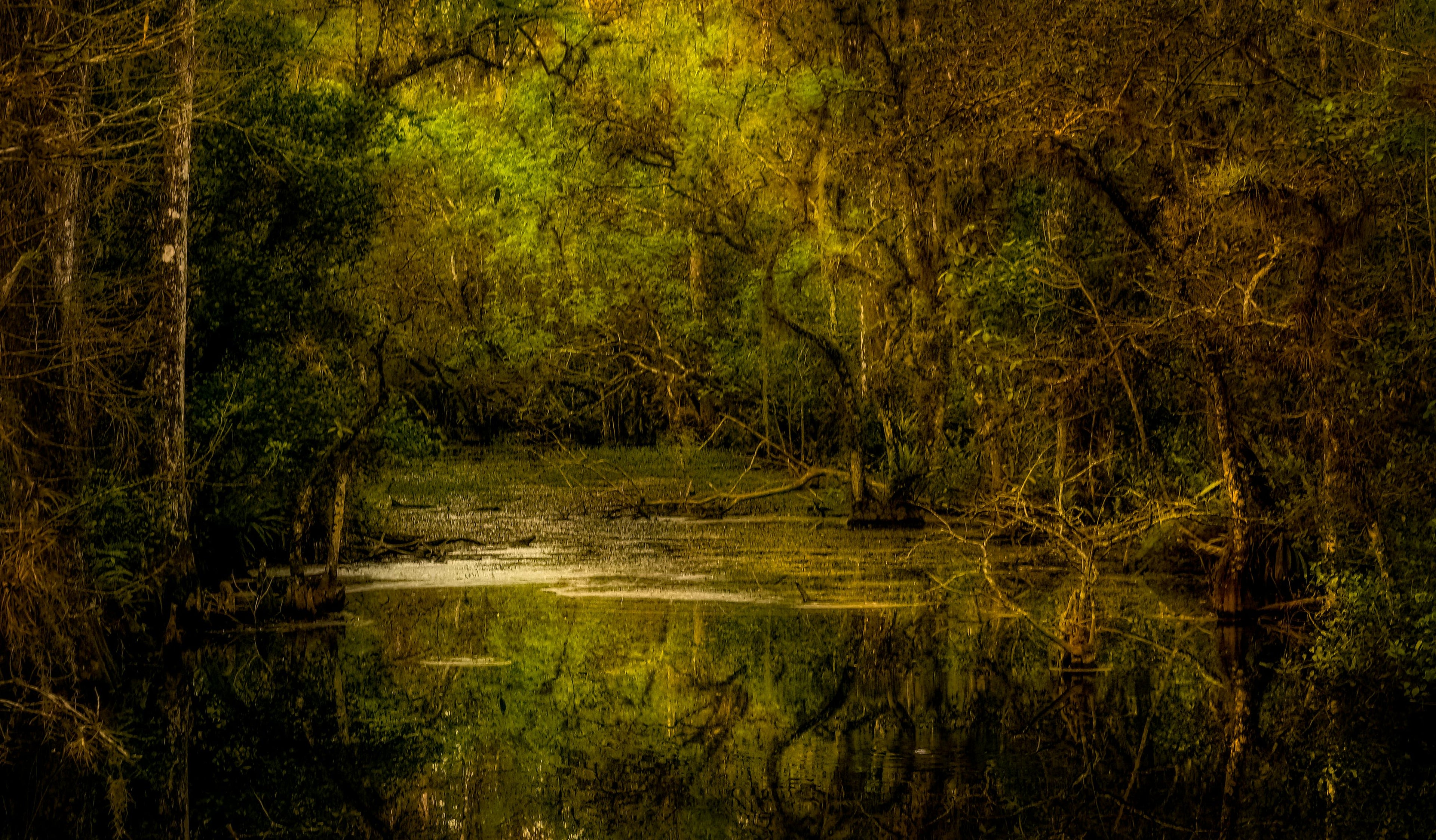 Flor•Essence and the Roots of Indigenous Plant Medicine
